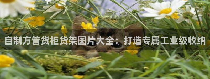 杏运平台招商