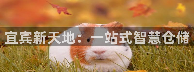 杏运体育app
